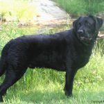 labrador22